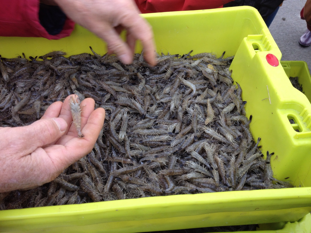 Les Sauterelles de la Baie de somme