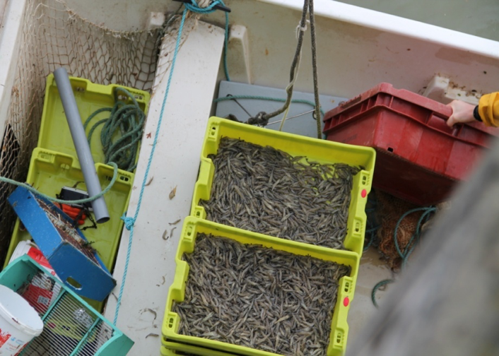 PECHE A LA CREVETTE - Port du Hourdel