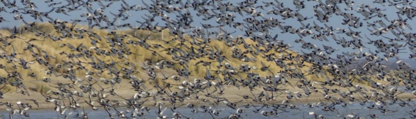 A la découverte des oiseaux hivernants de la baie de Somme