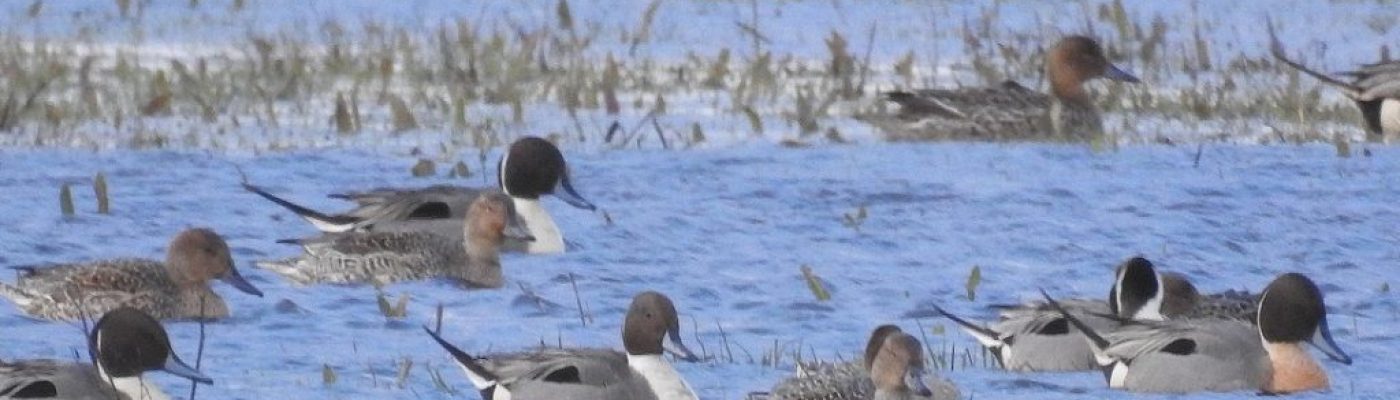 A la découverte des oiseaux en baie d&rsquo;Authie