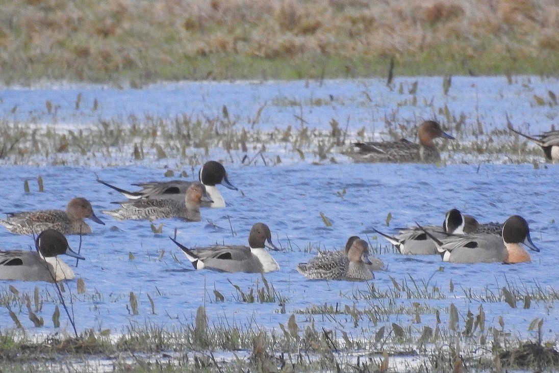 A la découverte des oiseaux en baie d&rsquo;Authie